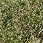 Polygonum equisetiforme List