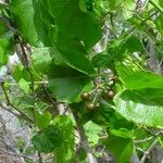 Cissus repens Hàbitat
