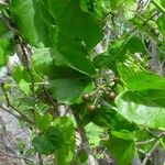 Cissus repens ശീലം