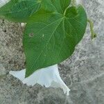 Calystegia sepium Leaf