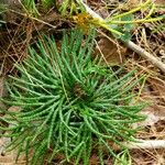 Lycopodium digitatum Lehti