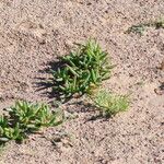 Mesembryanthemum cryptanthum Casca