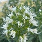 Echium giganteum