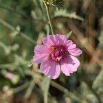 Althaea cannabinaBlüte