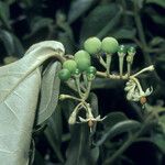 Solanum schlechtendalianum Плод