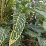 Sanchezia oblonga Leaf