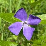 Vinca majorKukka