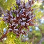 Platycladus orientalis Fruit