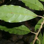 Chrysophyllum venezuelanense Hoja