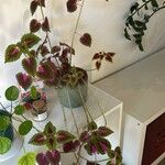 Coleus decurrens葉