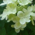 Hydrangea paniculataBloem