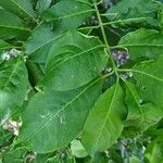 Euonymus atropurpureus Leaf