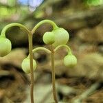 Chimaphila maculata Fruto