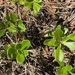 Arctostaphylos uva-ursiЛист