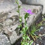 Triodanis perfoliata Blüte