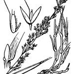 Agrostis castellana Muu