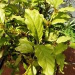 Mitriostigma axillare Folha