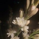 Polianthes tuberosa Blomst
