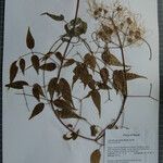 Clematis gouriana 其他