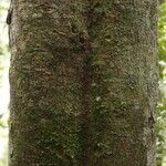 Andira coriacea പുറംതൊലി