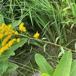 Solidago juncea Blad