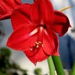 Hippeastrum reginae Flower