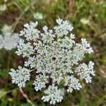 Ammi majus Blüte