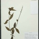 Ichthyothere terminalis Otro