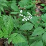 Osmorhiza longistylis Folla