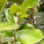 Acokanthera schimperi Leaf