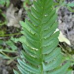 Polystichum aculeatum Blad