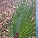 Washingtonia robusta Blatt