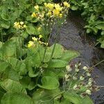 Primula florindae List