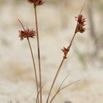 Juncus capitatus Інше