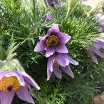 Anemone pulsatillaFlor