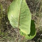 Silphium terebinthinaceum Lehti