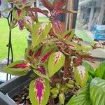 Coleus decurrensLorea