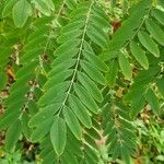 Amorpha fruticosa Lehti