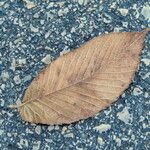 Ulmus rubra Leaf