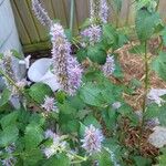 Agastache foeniculum Leaf