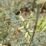 Astragalus traskiaeBlomma