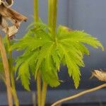 Trollius chinensis Leaf