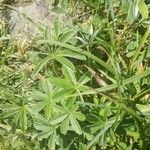 Alchemilla alpigena Blatt