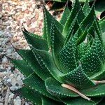 Aristaloe aristata cv. 'Cosmo' Агульны выгляд