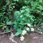 Argyranthemum broussonetii Deilen