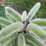 Lupinus polyphyllus Fruit
