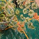 Cicuta maculata Flower