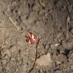 Hibiscus sabdariffa Kvet