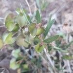 Trichodesma marsabiticum Fruit