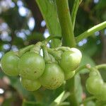 Solanum nudum Fruit